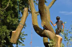 tree removal